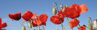 Mohn am Innufer
