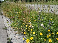 Geh- und Radweg bei Gabersee