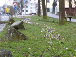 Frühjahrsblüher in der Kellerstraße