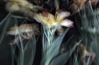 Tulpen © Heidi Schmidinger.