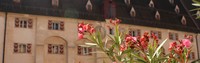 Oleander mit Burg im Hintergrund